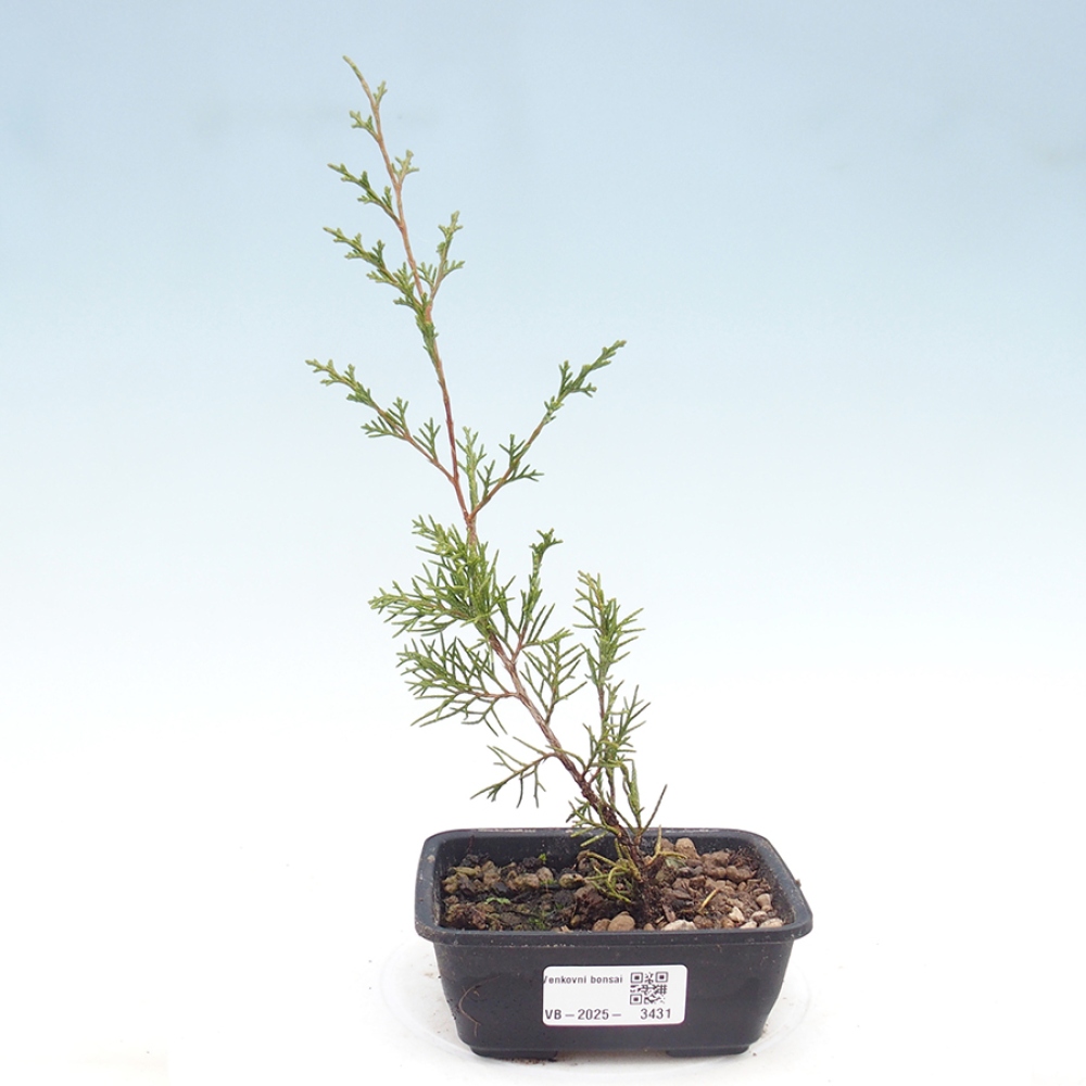 Bonsai voor buiten - Juniperus chinensis Itoigawa