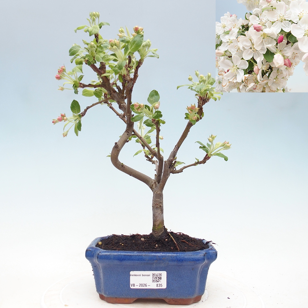 Bonsai voor buiten -Malus halliana - Appelboom met kleine vruchten
