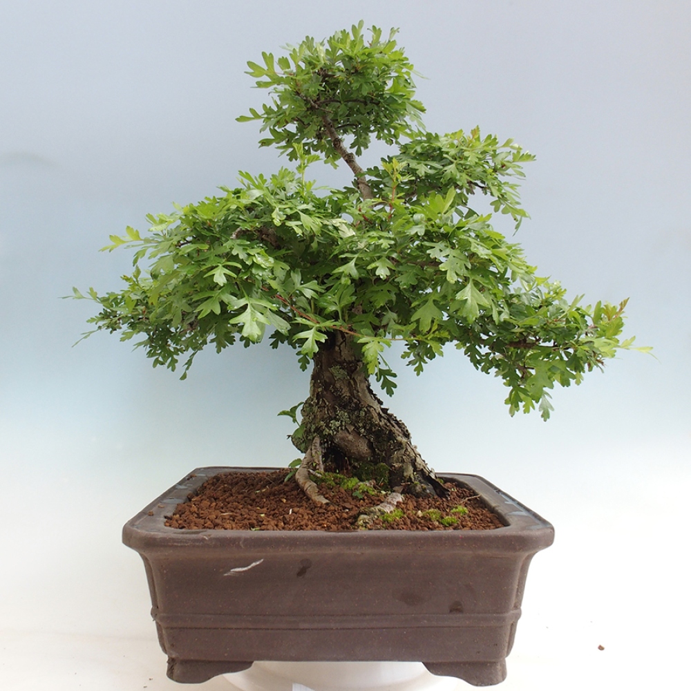 Bonsai voor buiten - Meidoorn - Crataegus monogyna