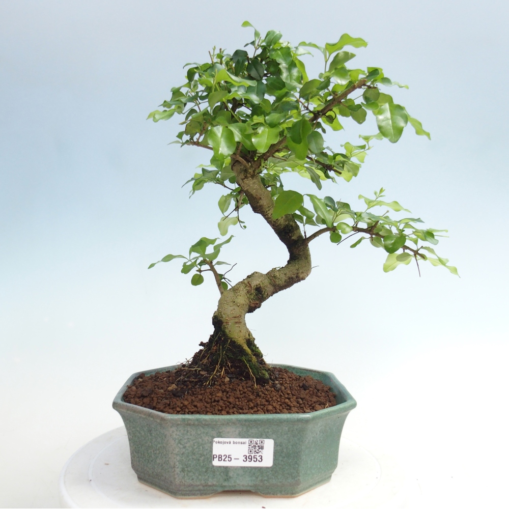 Kamerbonsai -Ligustrum chinensis - Vogelsnavel