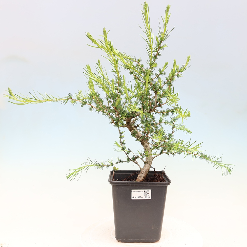 Bonsai voor buiten -Larix decidua - Lariks