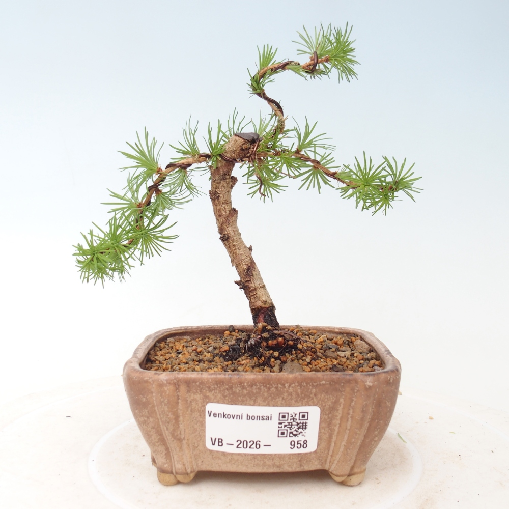 Bonsai voor buiten - Larix Kaempferi - Japanse lariks