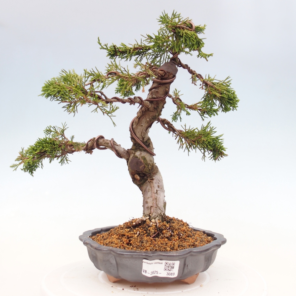Bonsai voor buiten - Juniperus chinensis Itoigawa