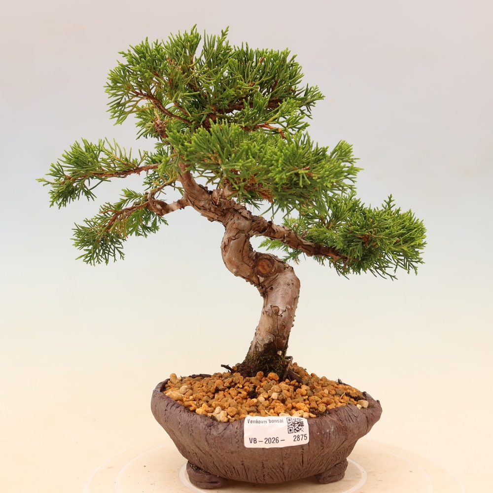 Bonsai voor buiten - Juniperus chinensis Itoigawa