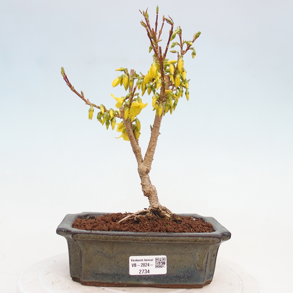 Bonsai voor buiten - Zlatice - Forsythia intermedia