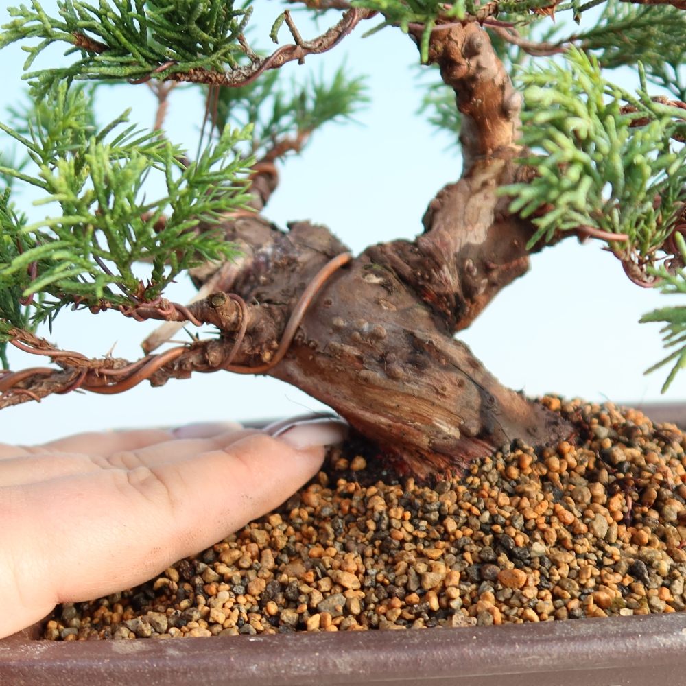 Bonsai voor buiten - Juniperus chinensis Itoigawa