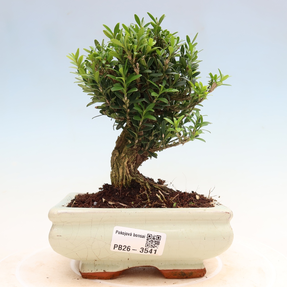 Kamerbonsai - Buxus harlandii - kurk buxus