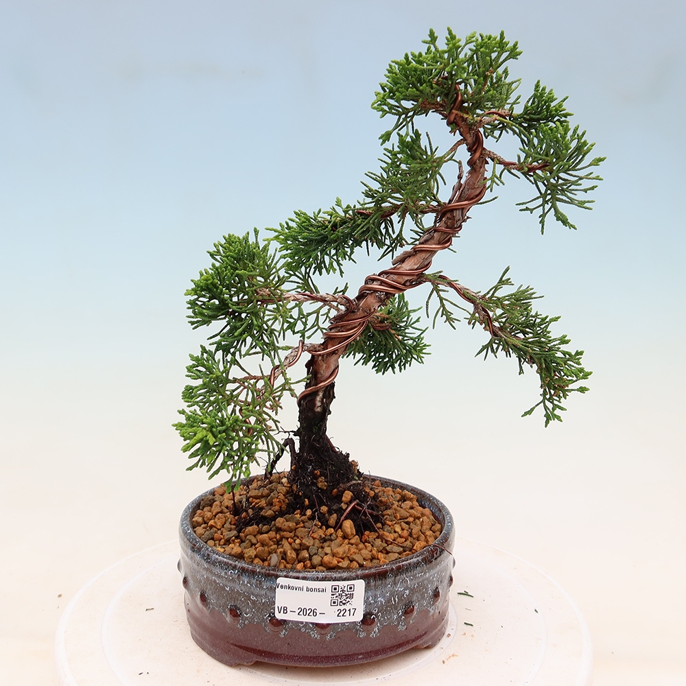 Bonsai voor buiten - Juniperus chinensis Kishu