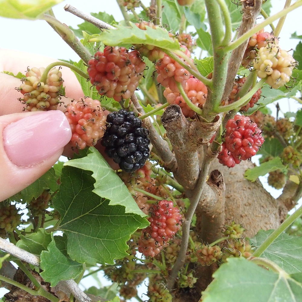 Bonsai voor buiten -Morus alba - moerbei