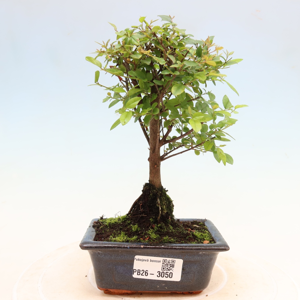 Kamerbonsai - Sageretia thea - Sageretia thea