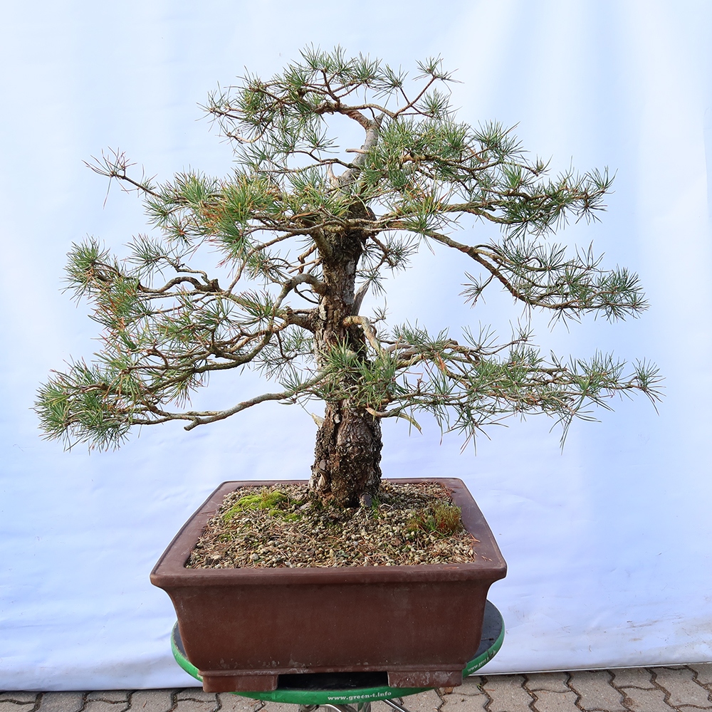 Pinus sylvestris Spanje - grove den
