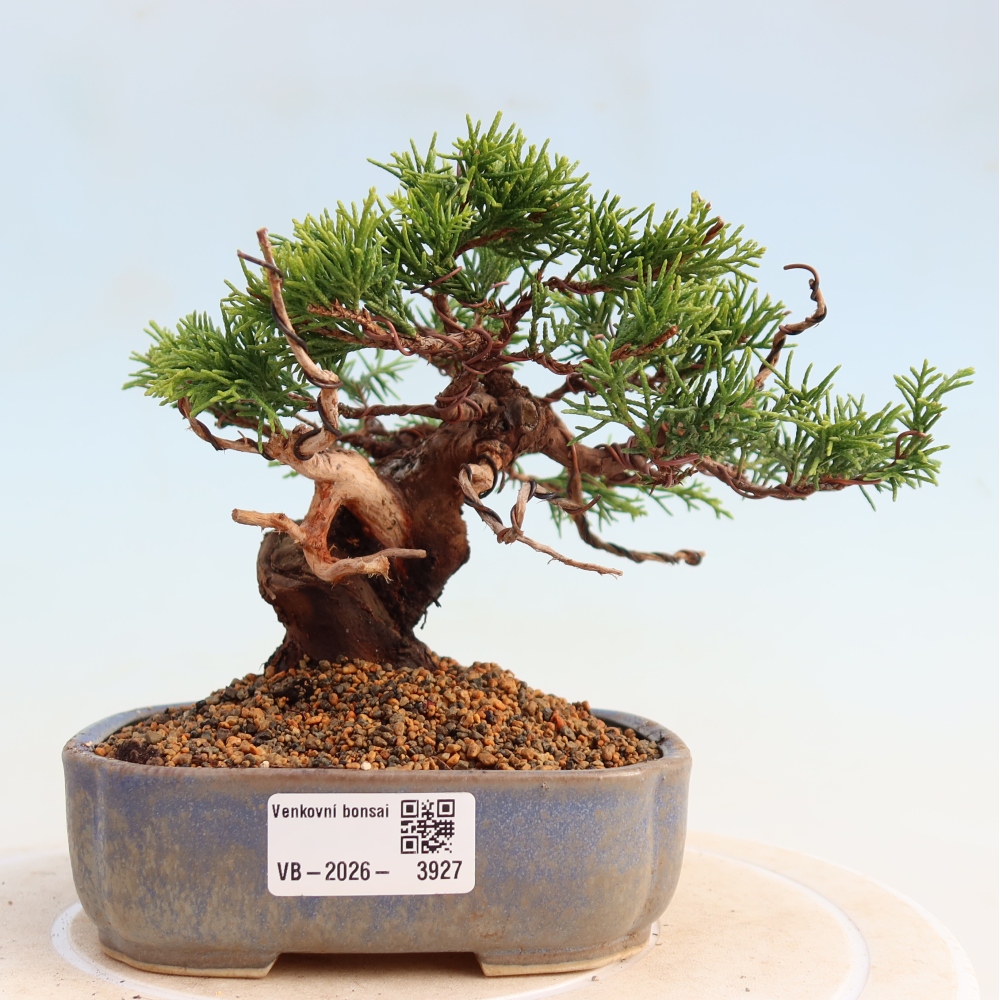 Bonsai voor buiten - Juniperus chinensis Itoigawa