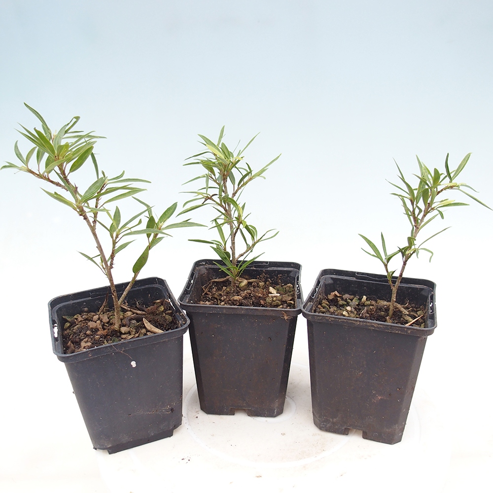 Kamerbonsai - Ficus nerifolia - kleinbladige ficus in container