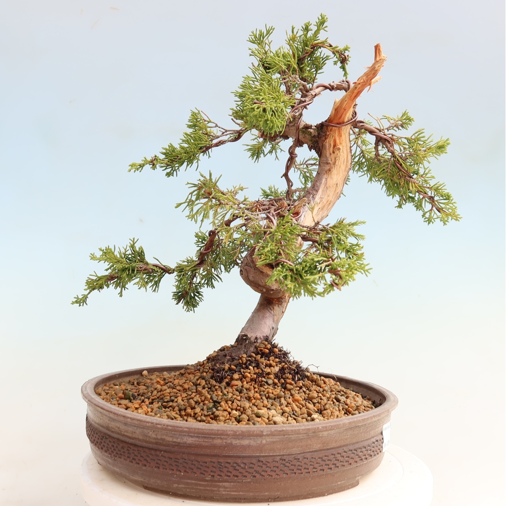 Bonsai voor buiten - Juniperus chinensis Itoigawa-Juniperus chinensis