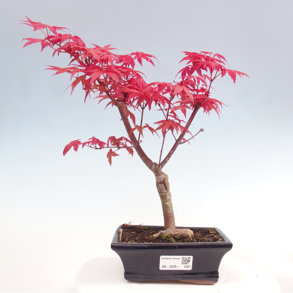 Bonsai voor buiten - Acer palmatum DESHOJO