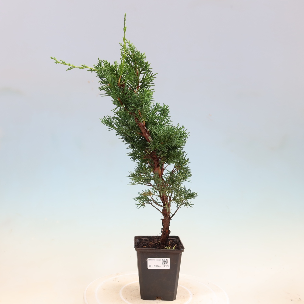 Bonsai voor buiten - Juniperus chinensis Kishu
