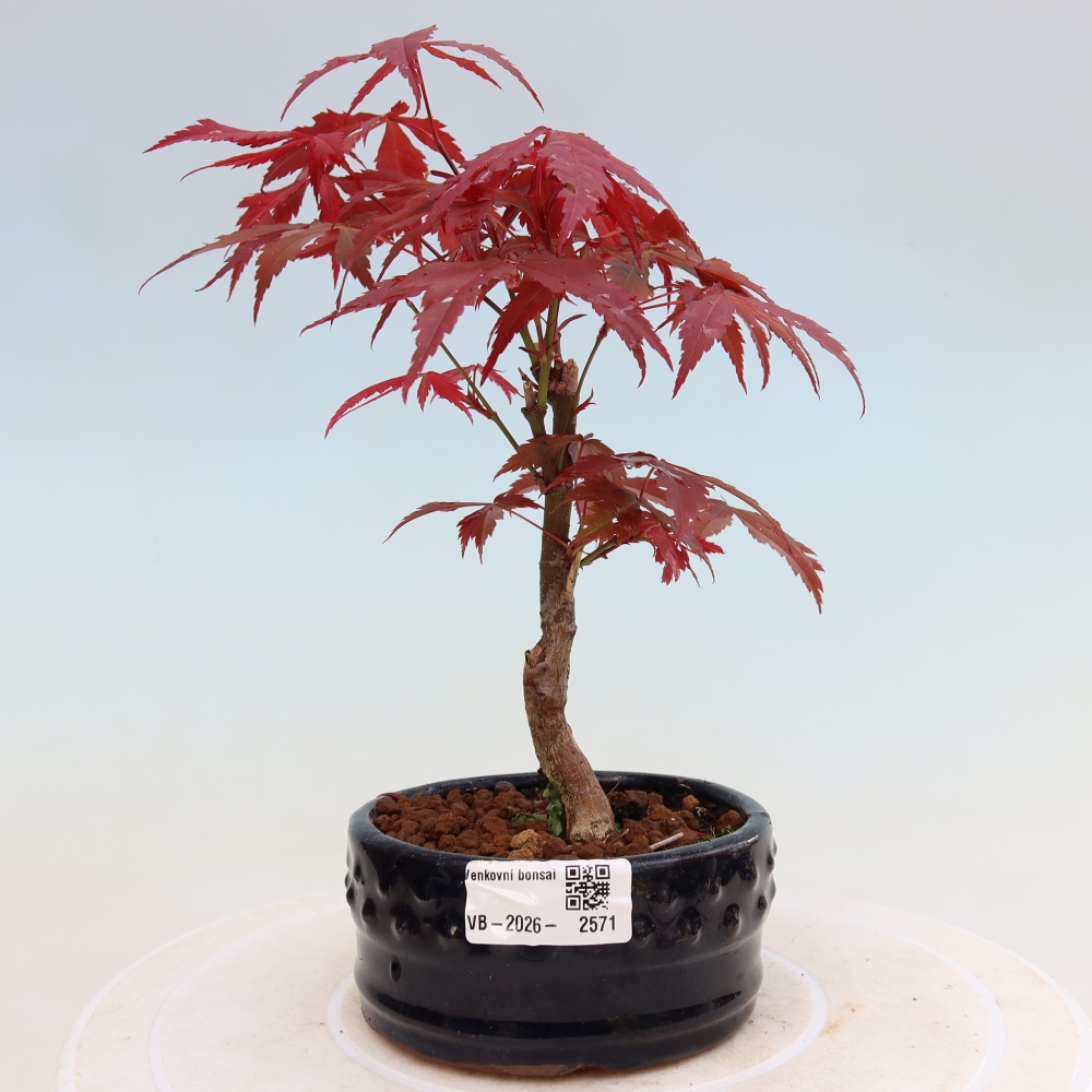 Bonsai voor buiten - Acer palm. Atropurpureum-Javorpalm
