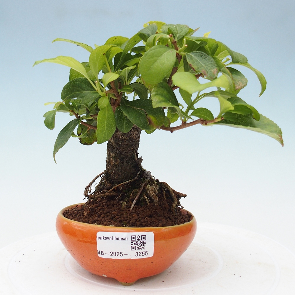 Bonsai voor buiten - Celastrus orbiculatus