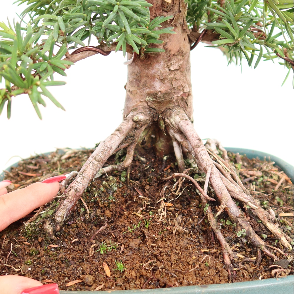 Bonsai voor buiten - Taxus cuspidata - Japanse Taxus