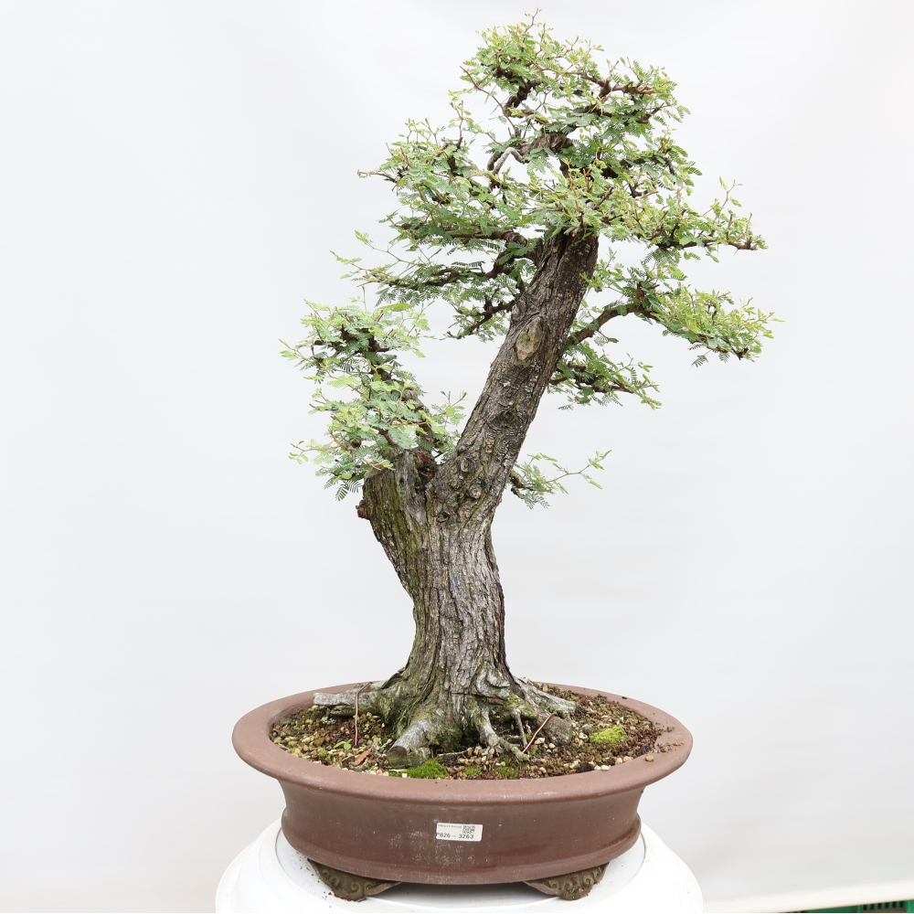 Kamerbonsai - Arabische acacia's