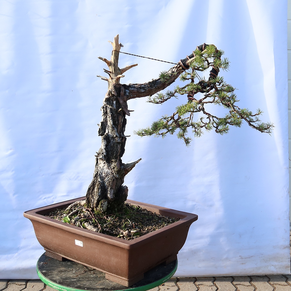 Pinus sylvestris Spanje - grove den