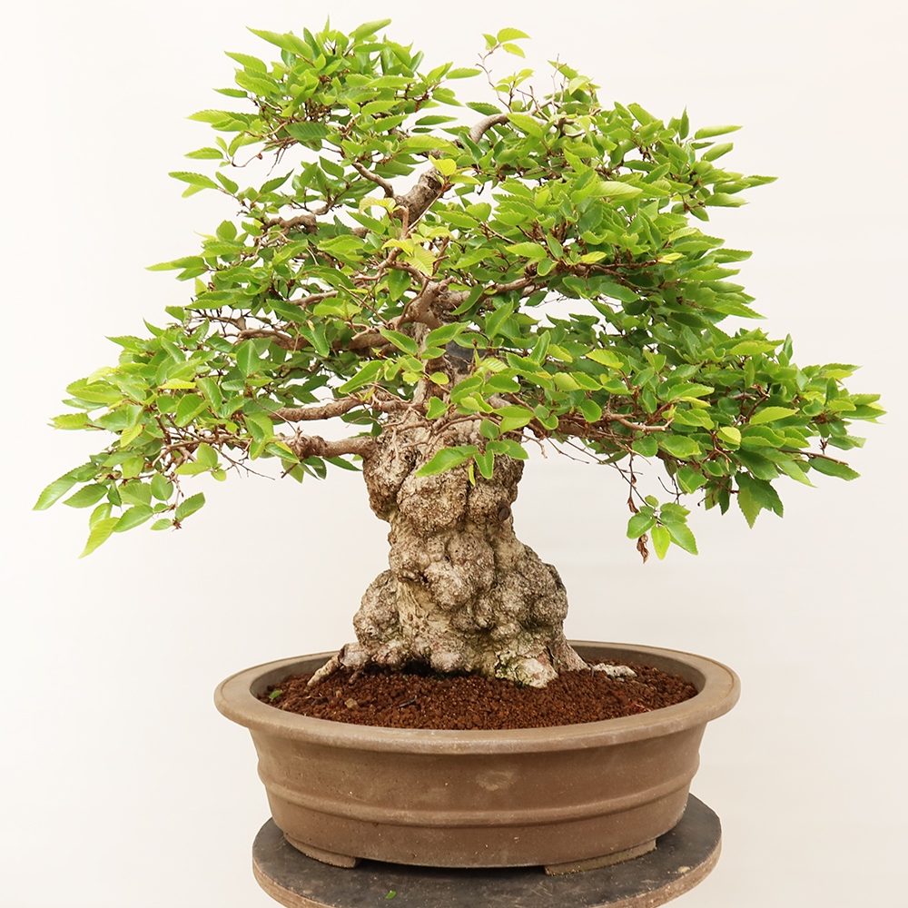 Bonsai voor buiten -Carpinus Coreana - Koreaanse haagbeuk