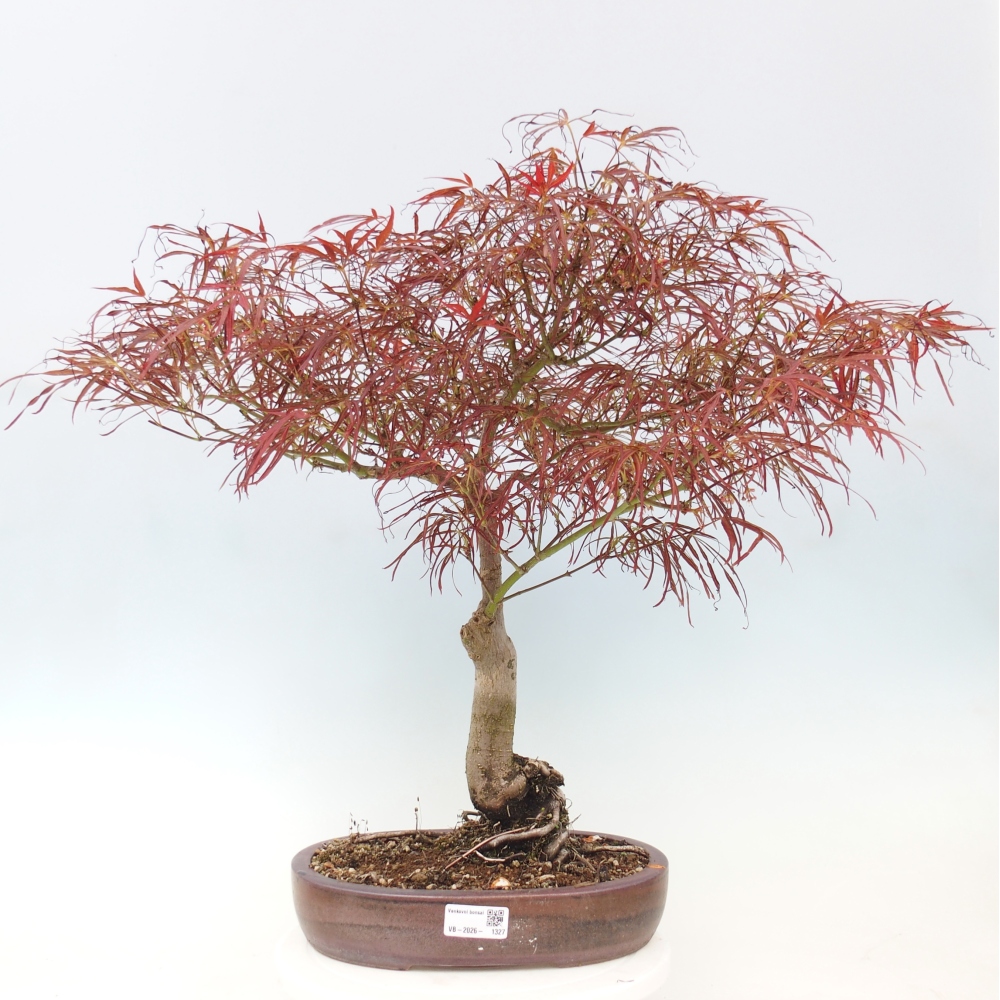 Bonsai voor buiten - Acer palmatum RED PYGMY