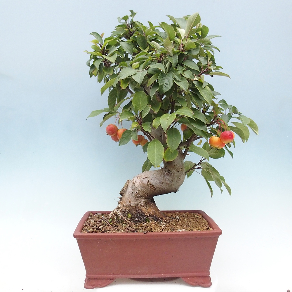 Bonsai voor buiten -Malus halliana - Appelboom met kleine vruchten