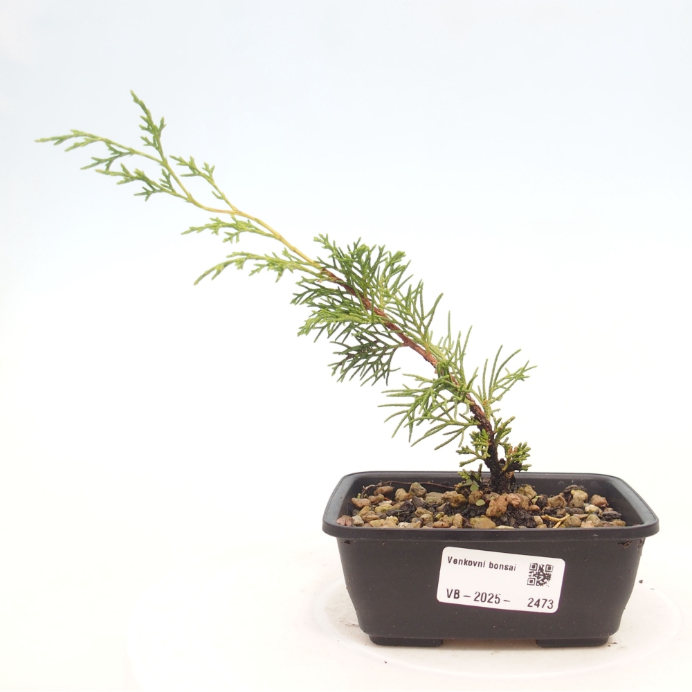 Bonsai voor buiten - Juniperus chinensis Itoigawa