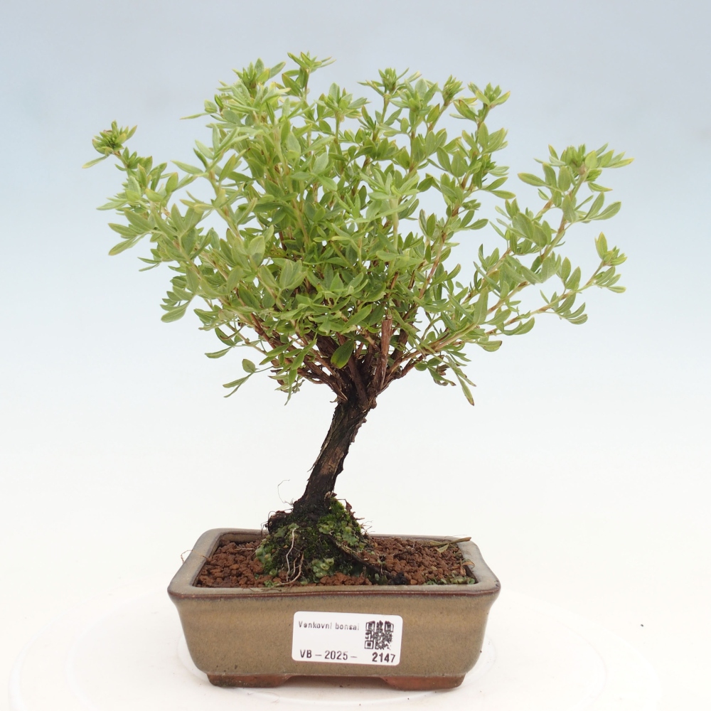 Bonsai voor buiten - Potentila fruticosa gele vogel