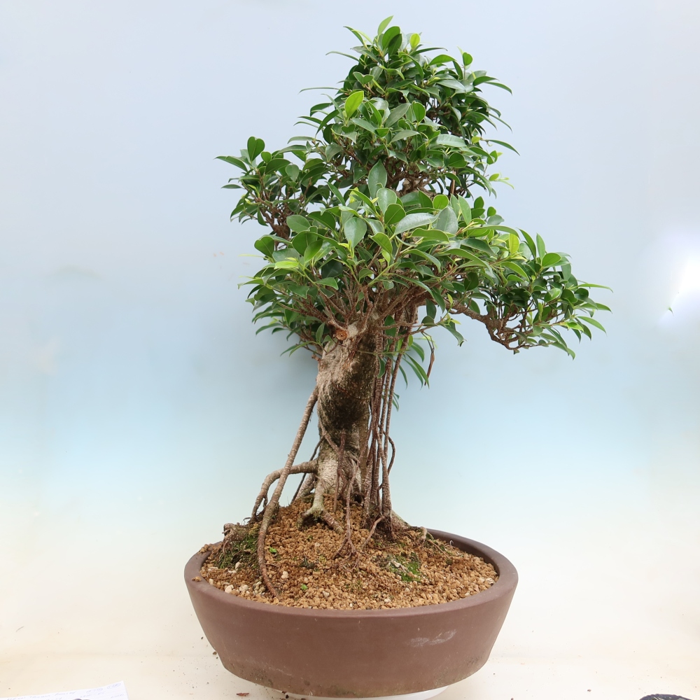 Kamerbonsai - Ficus kimmen - kleinbladige ficus