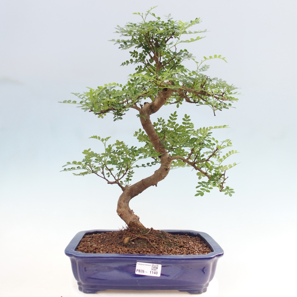 Kamerbonsai - Zantoxylum piperitum - peperboom