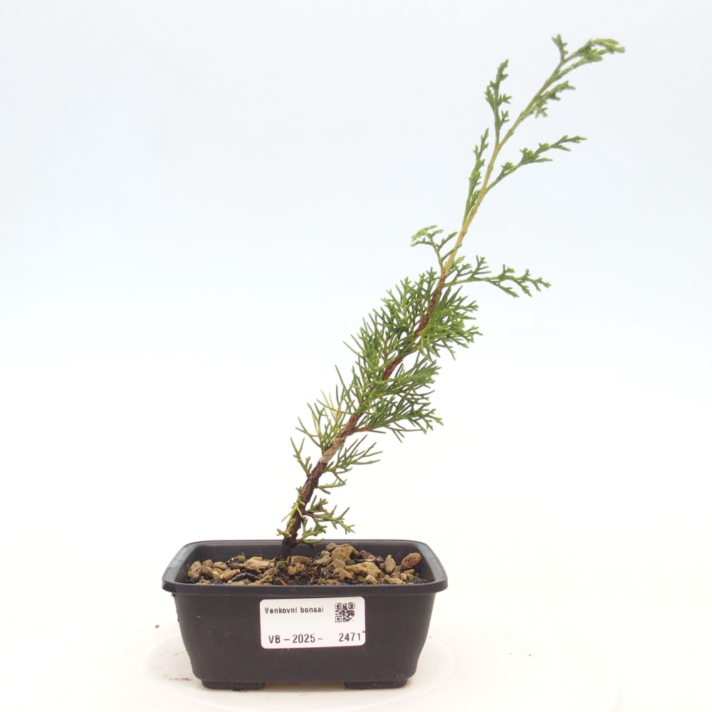 Bonsai voor buiten - Juniperus chinensis Itoigawa