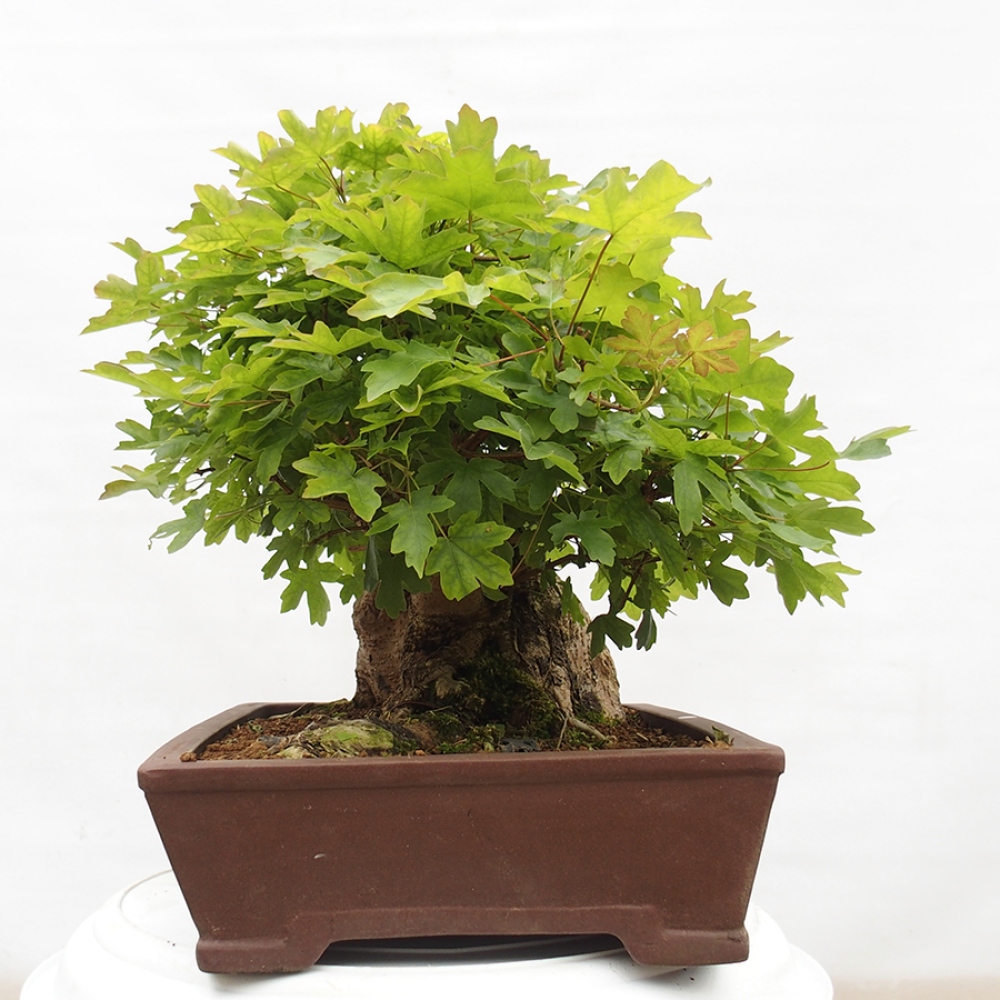 Bonsai voor buiten -Javor babyka - Acer campestre