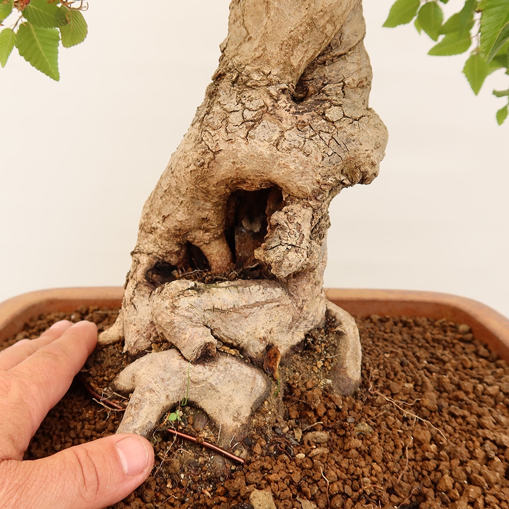 Bonsai voor buiten -Carpinus Coreana - Koreaanse haagbeuk