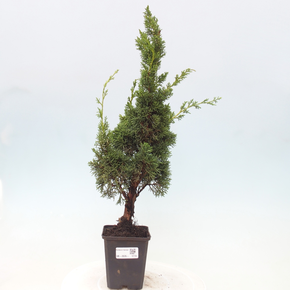 Bonsai voor buiten - Juniperus chinensis Kishu