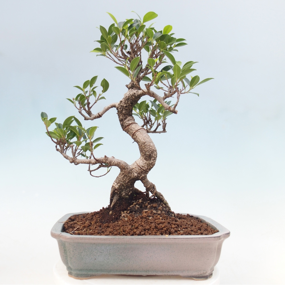 Kamerbonsai - Ficus kimmen - kleinbladige ficus