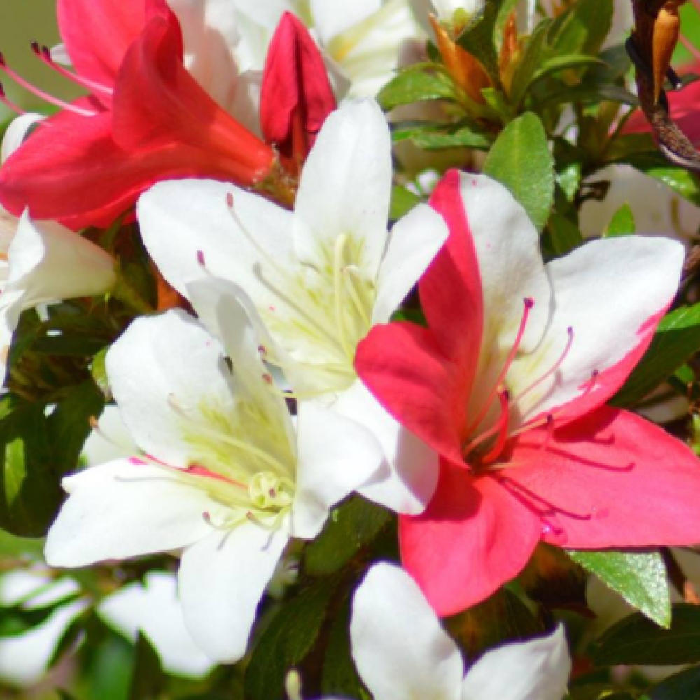 Bonsai voor buiten - Japanse azalea - Azalea CHIHIRO