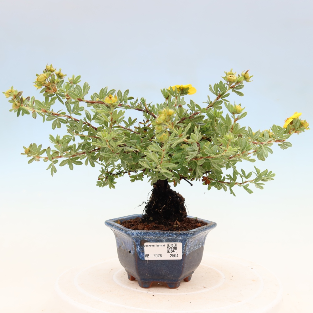 Bonsai voor buiten - Potentila fruticosa