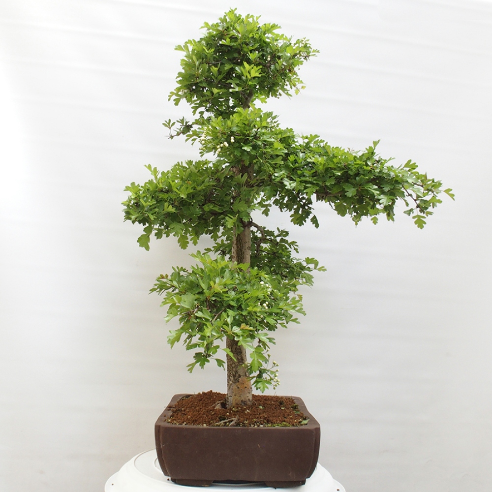 Bonsai voor buiten - Meidoorn - Crataegus monogyna