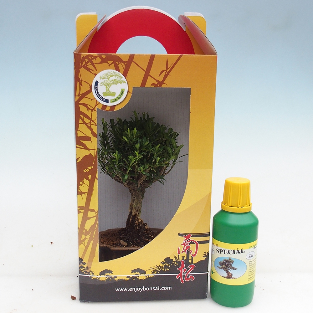 Kamerbonsai in geschenkverpakking Buxus harlandii - kurk buxus