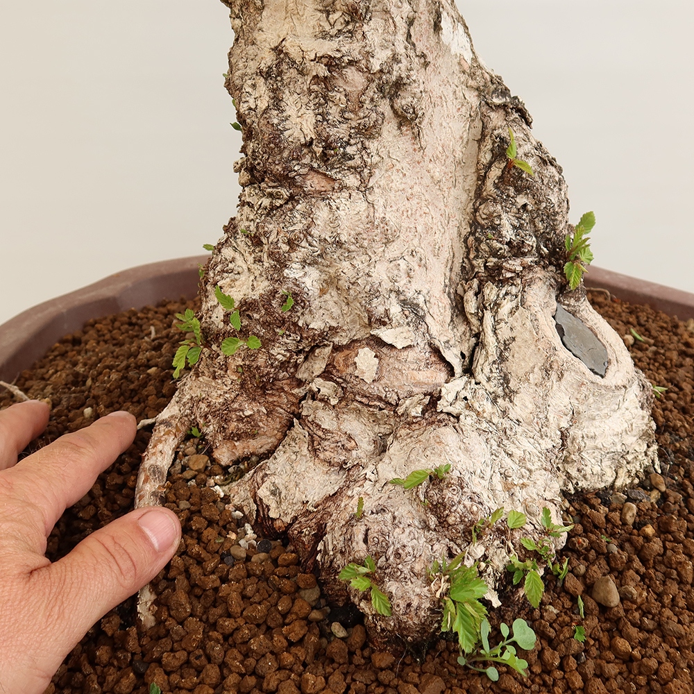Bonsai voor buiten -Carpinus Coreana - Koreaanse haagbeuk