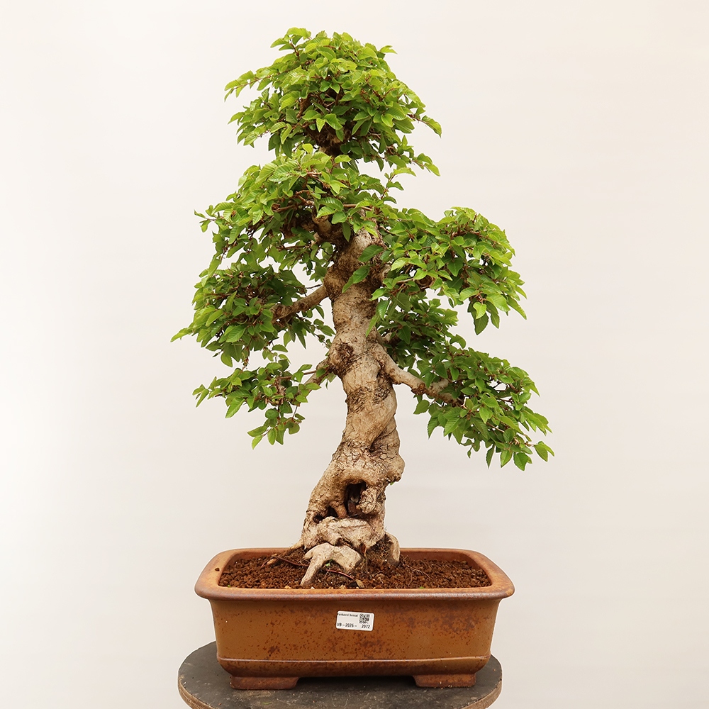 Bonsai voor buiten -Carpinus Coreana - Koreaanse haagbeuk