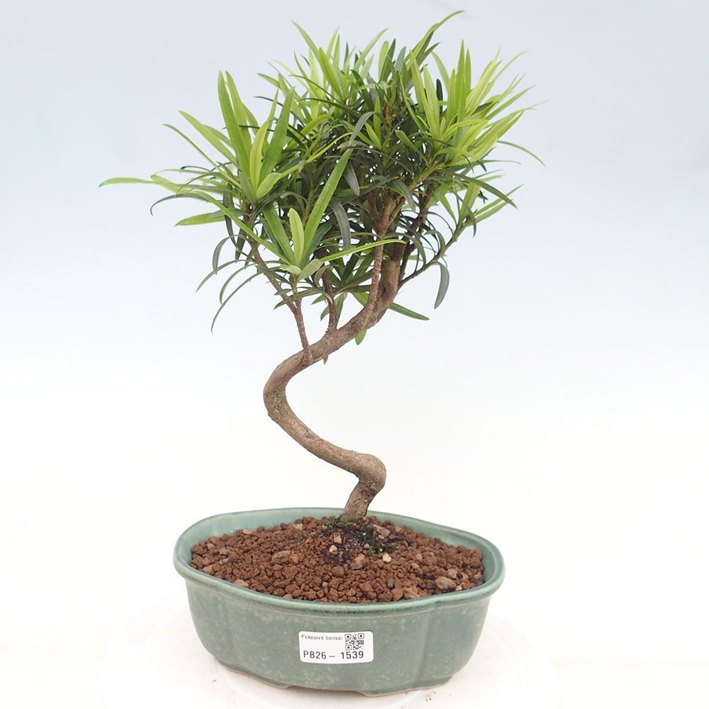 Kamerbonsai - Podocarpus - Taxus