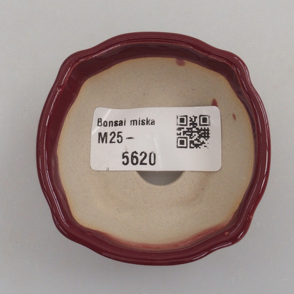 Mini bonsaischaal 6 x 6 x 2,5 cm, bordeauxrood