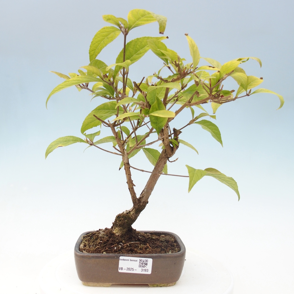 Bonsai voor buiten - Callicarpa japonica