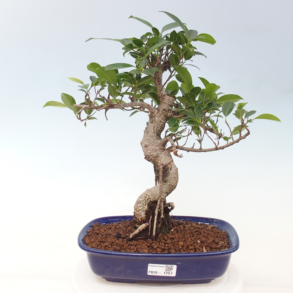Kamerbonsai - Ficus kimmen - kleinbladige ficus