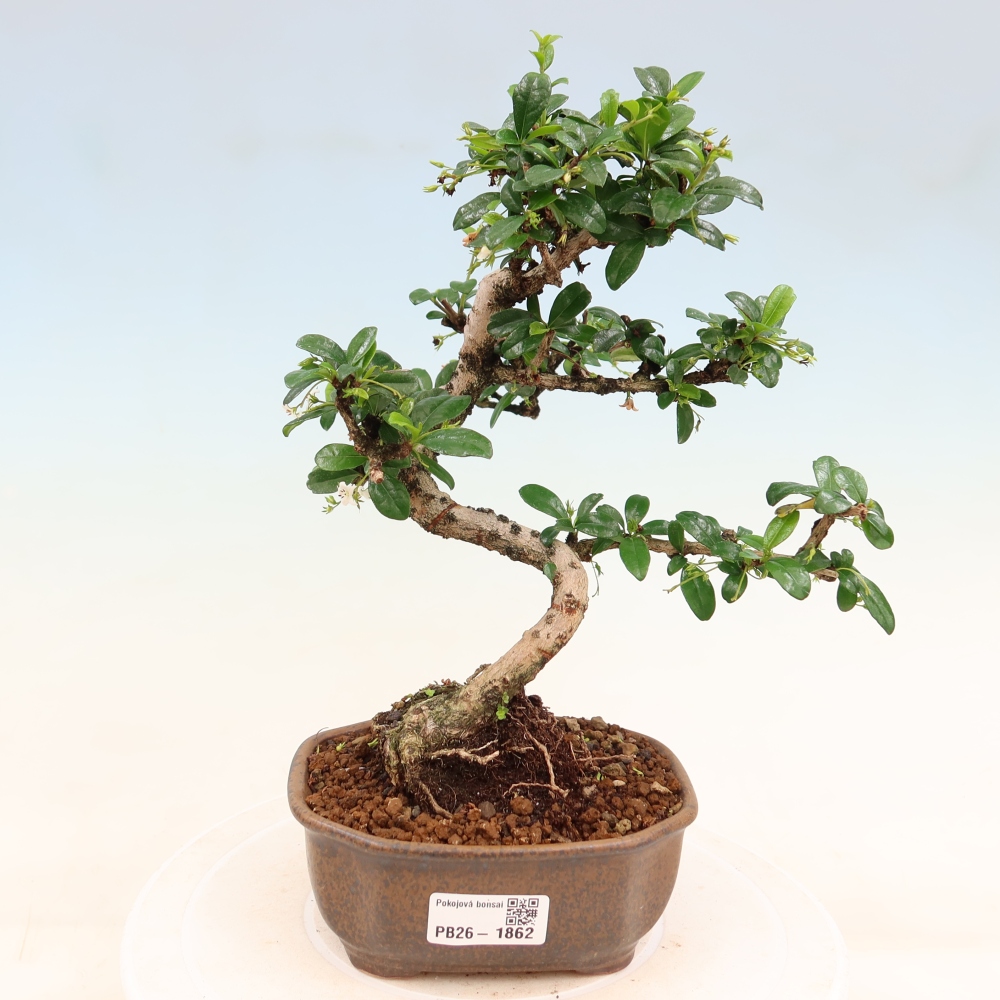 Kamerbonsai - Carmona macrophylla - Thee fuki