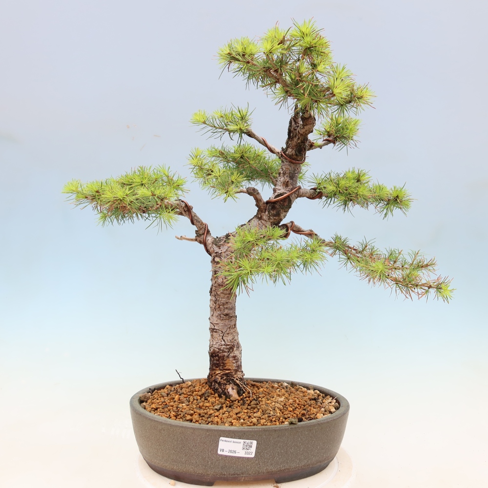 Bonsai voor buiten -Larix decidua - Lariks
