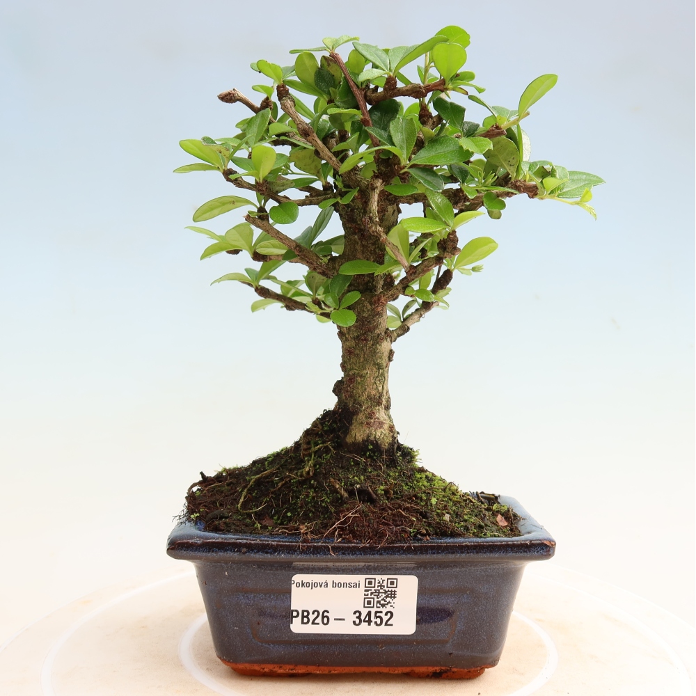 Kamerbonsai - Carmona macrophylla - Thee fuki